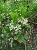 Daphne glomerata
