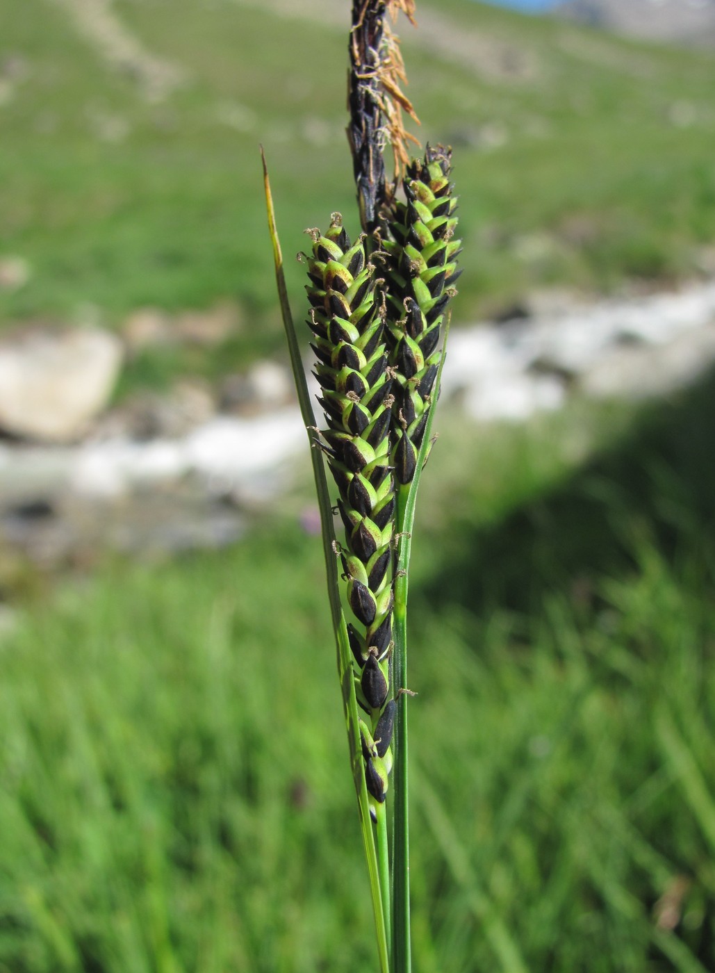 Image of Carex transcaucasica specimen.