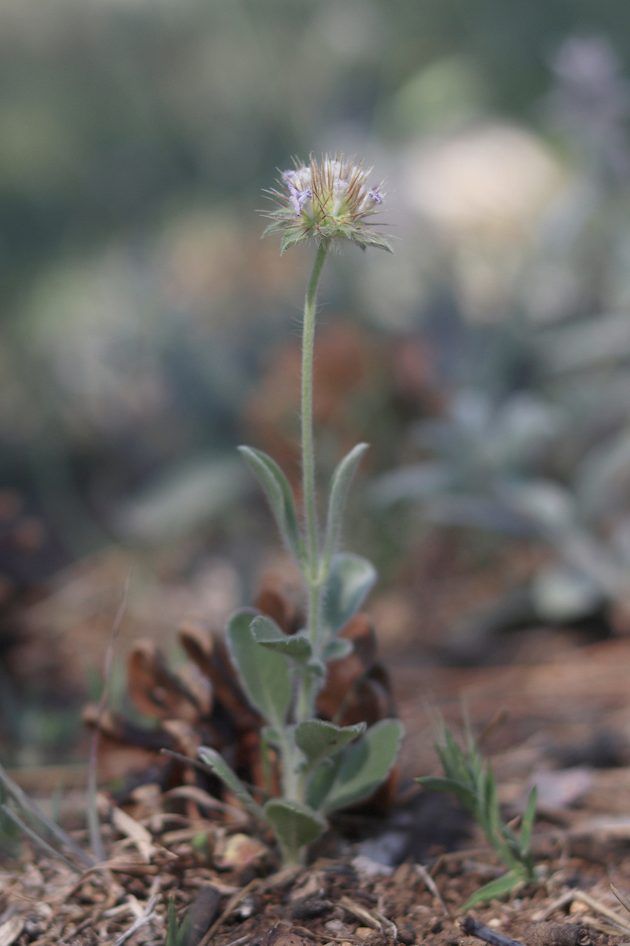 Image of Lomelosia brachiata specimen.