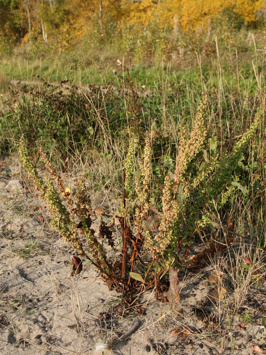 Изображение особи Rumex aquaticus.