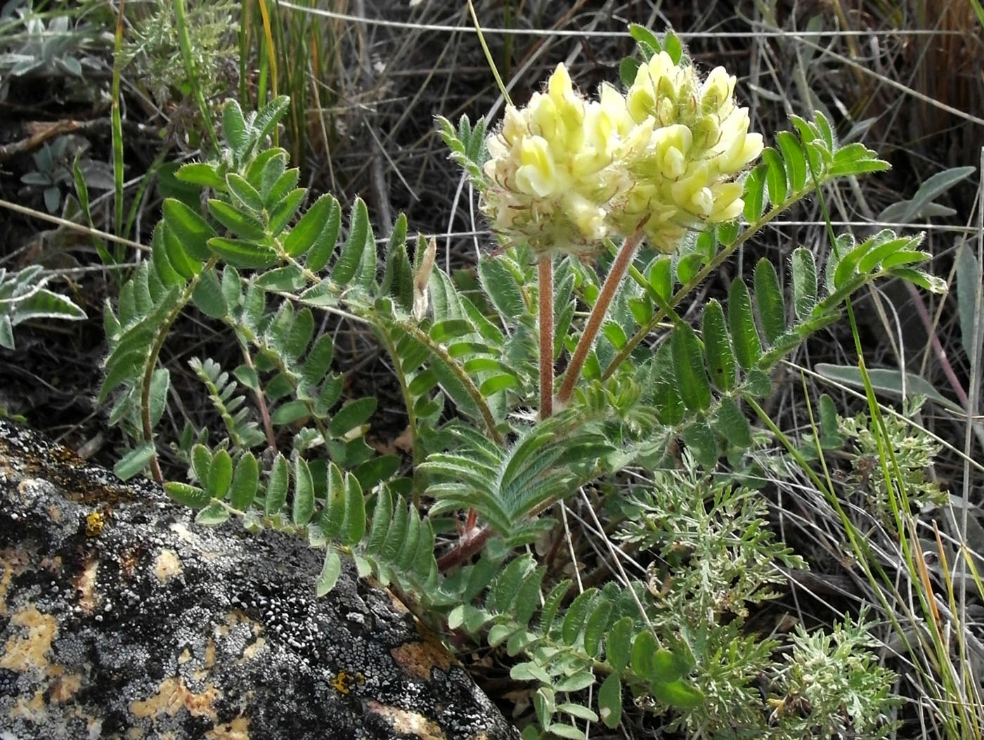 Image of Oxytropis pilosa specimen.