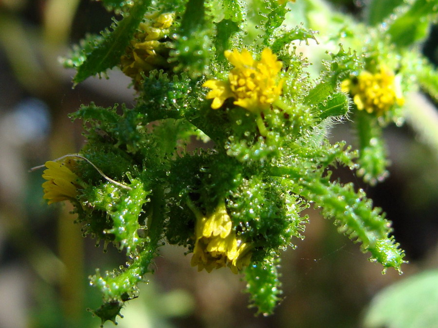 Image of Sigesbeckia orientalis specimen.