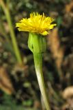 Hedypnois rhagadioloides. Соцветие-корзинка. Греция, о. Родос, г. Родос, Родосская крепость (Дворец великих магистров), на газоне. 8 мая 2011 г.