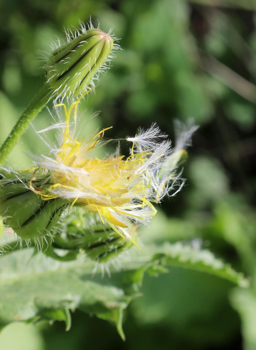 Изображение особи Urospermum picroides.