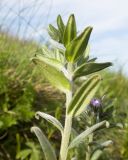 Buglossoides arvensis. Верхушка цветущего растения. Краснодарский край, м/о г. Новороссийск, гора Лысая-Новороссийская, ≈ 500 м н.у.м., горный луг. 24.04.2021.