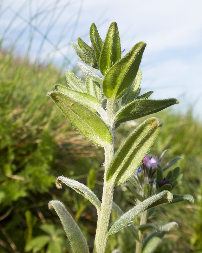 Изображение особи Buglossoides arvensis.