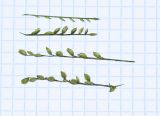 Oplismenus compositus. Части соцветий (сверху вниз) с бутонами, отцветшими цветками и созревающими плодами. Перу, регион Куско, провинция Урубамба, окр. г. Machupicchu, ботанический сад \"Jardines de Mandor\". 20.10.2019.