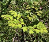 Aralia elata