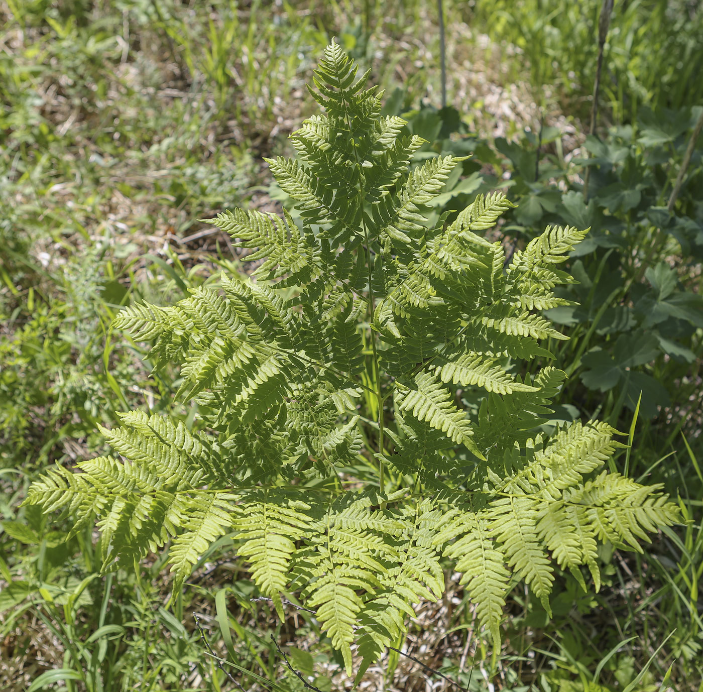 Изображение особи Pteridium pinetorum.