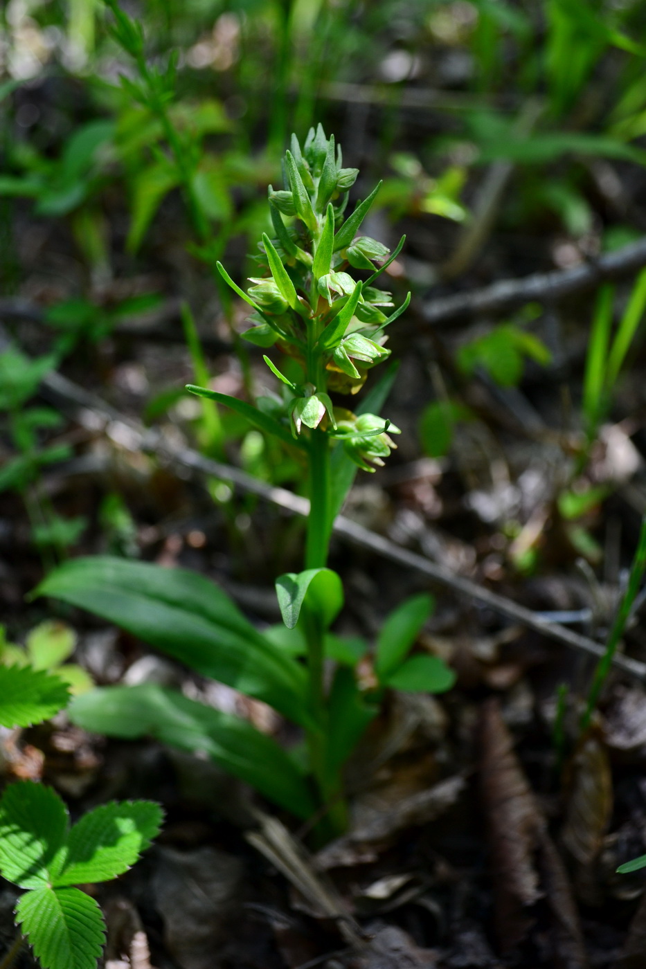 Image of Dactylorhiza viridis specimen.