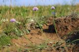 Allium schoenoprasum