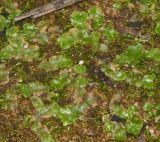 Lunularia cruciata