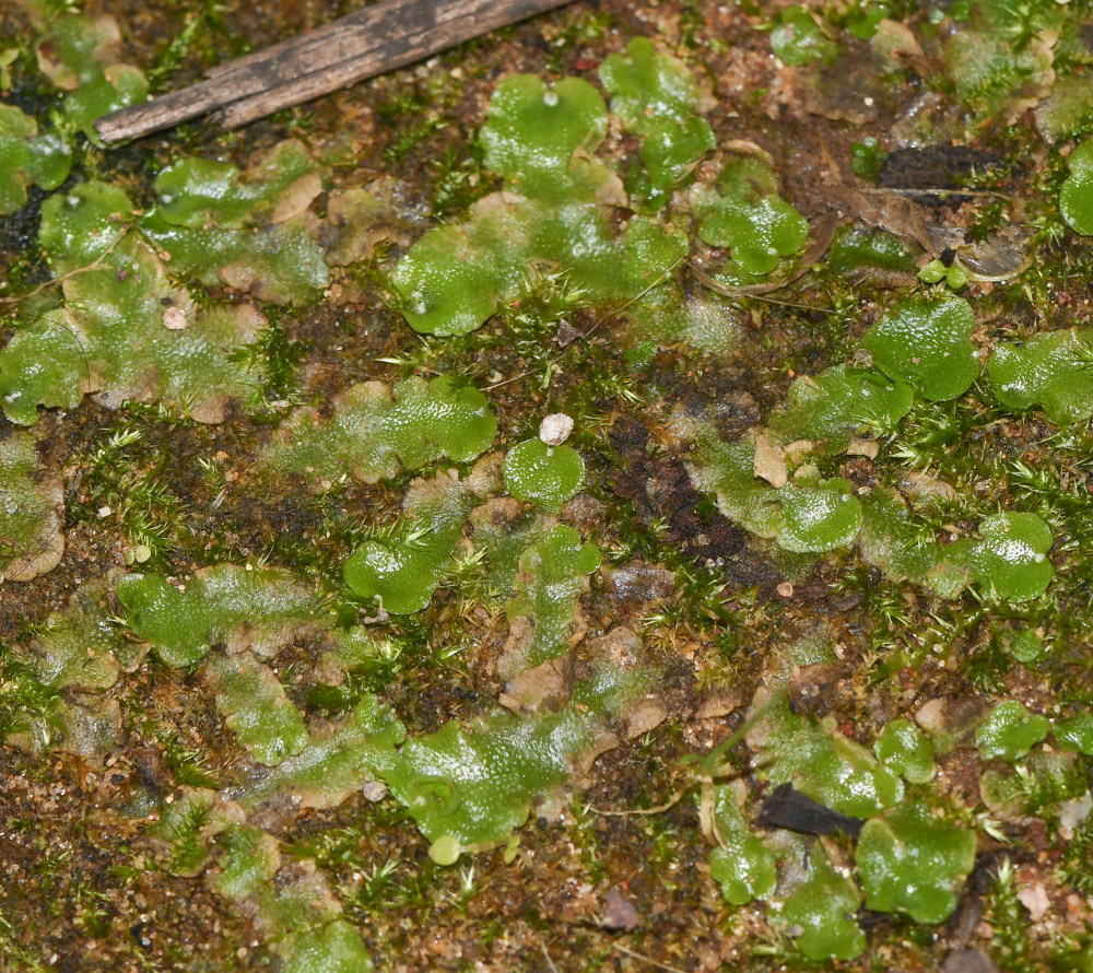 Image of Lunularia cruciata specimen.