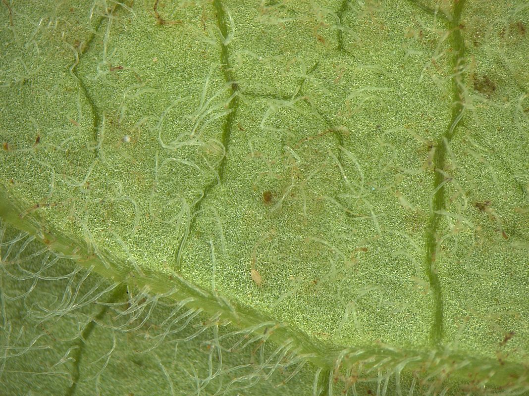 Image of Ligularia lydiae specimen.