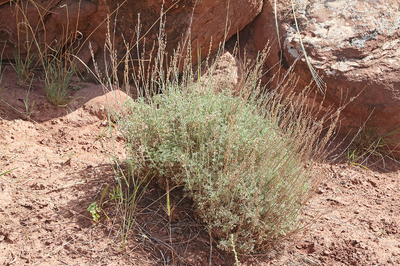 Изображение особи Artemisia tenuisecta.