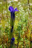 Gentianopsis barbata. Цветки. Республика Алтай, Онгудайский р-н, пер. Семинский, каменистый субальпийский луг. 05.08.2010.