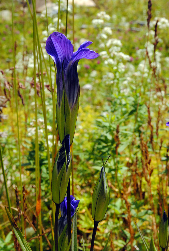 Изображение особи Gentianopsis barbata.