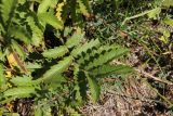 Potentilla longifolia. Лист. Республика Алтай, Усть-Коксинский р-н, левый берег р. Катунь, окр. руч. Барбыш, луг. 31.07.2020.