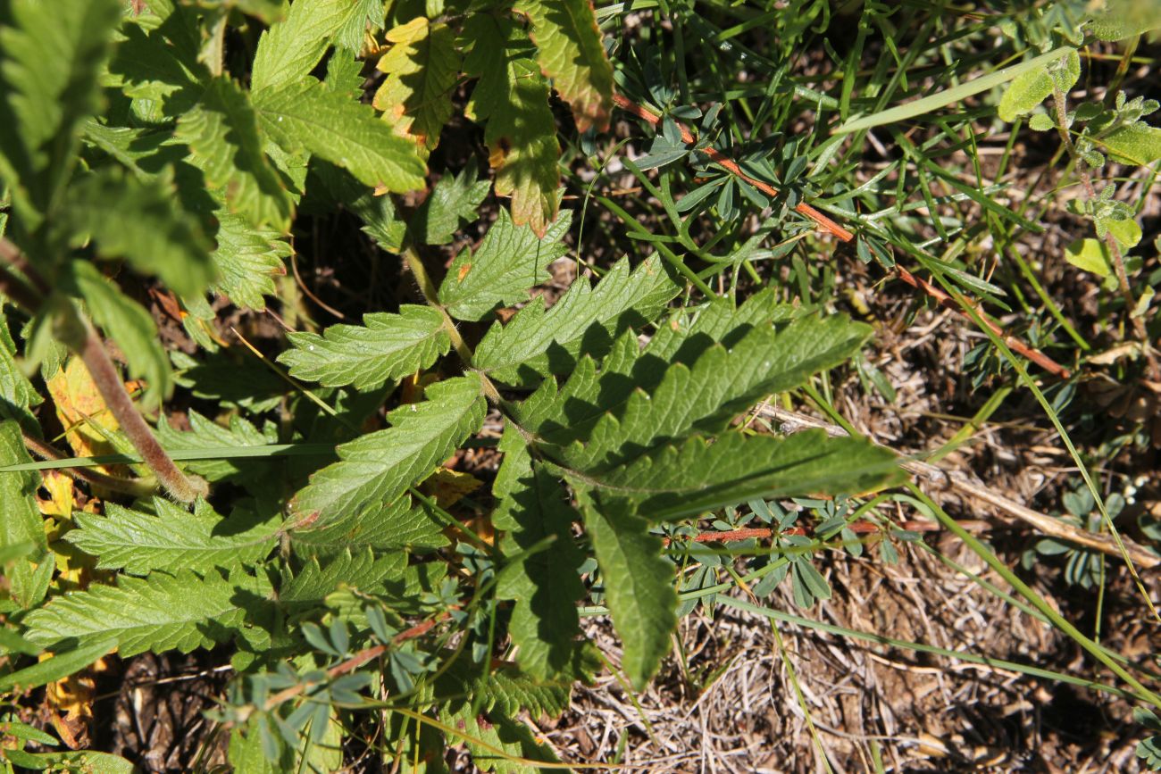 Изображение особи Potentilla longifolia.