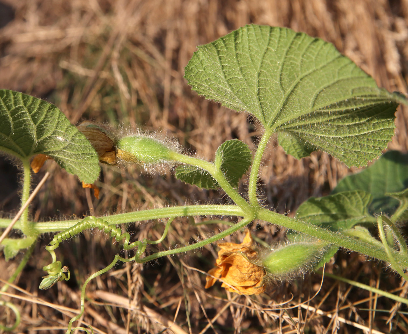 Изображение особи Thladiantha dubia.