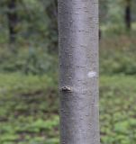 Sorbus decora