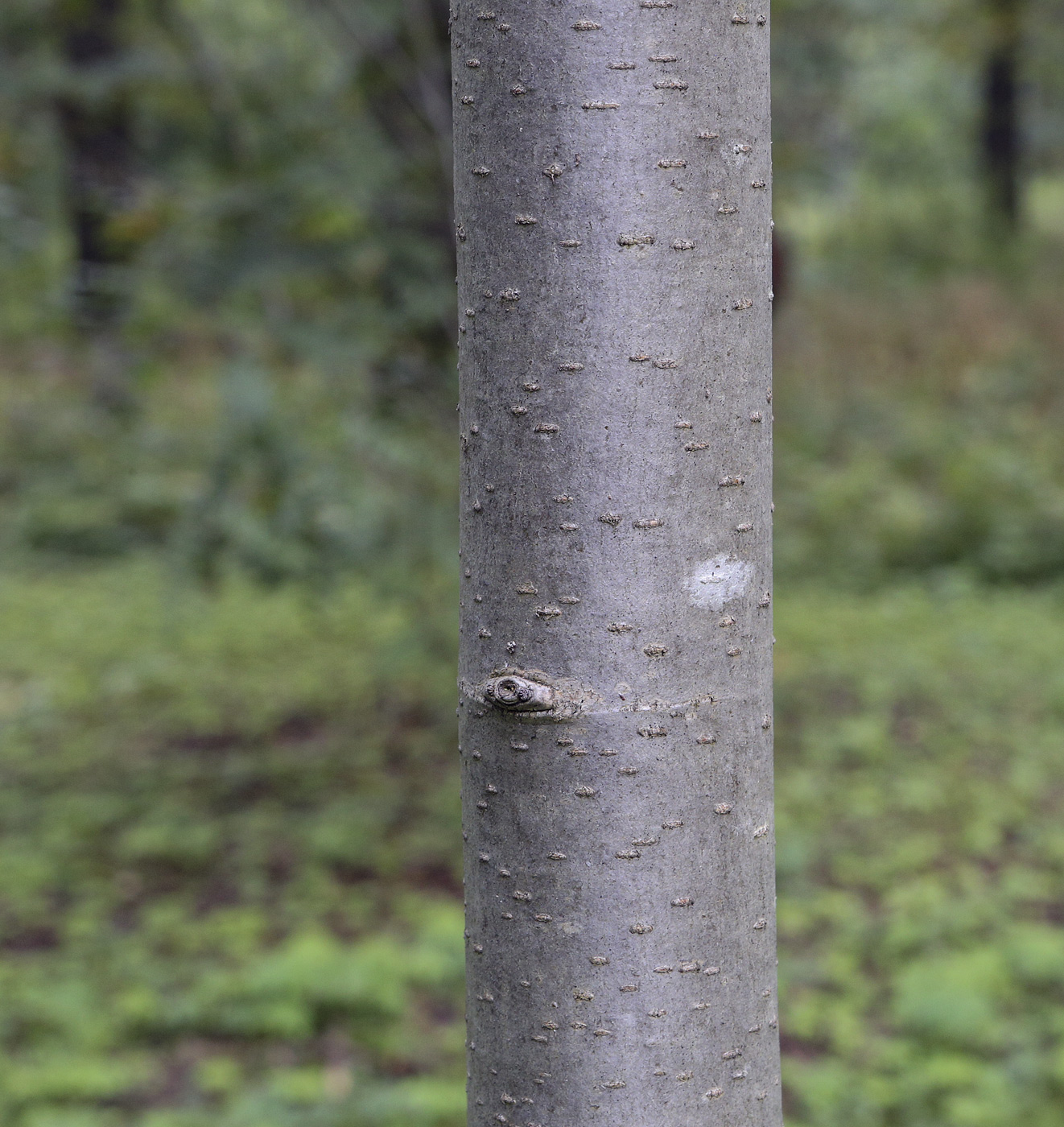 Изображение особи Sorbus decora.