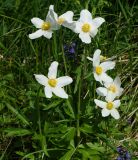 Anemone sylvestris