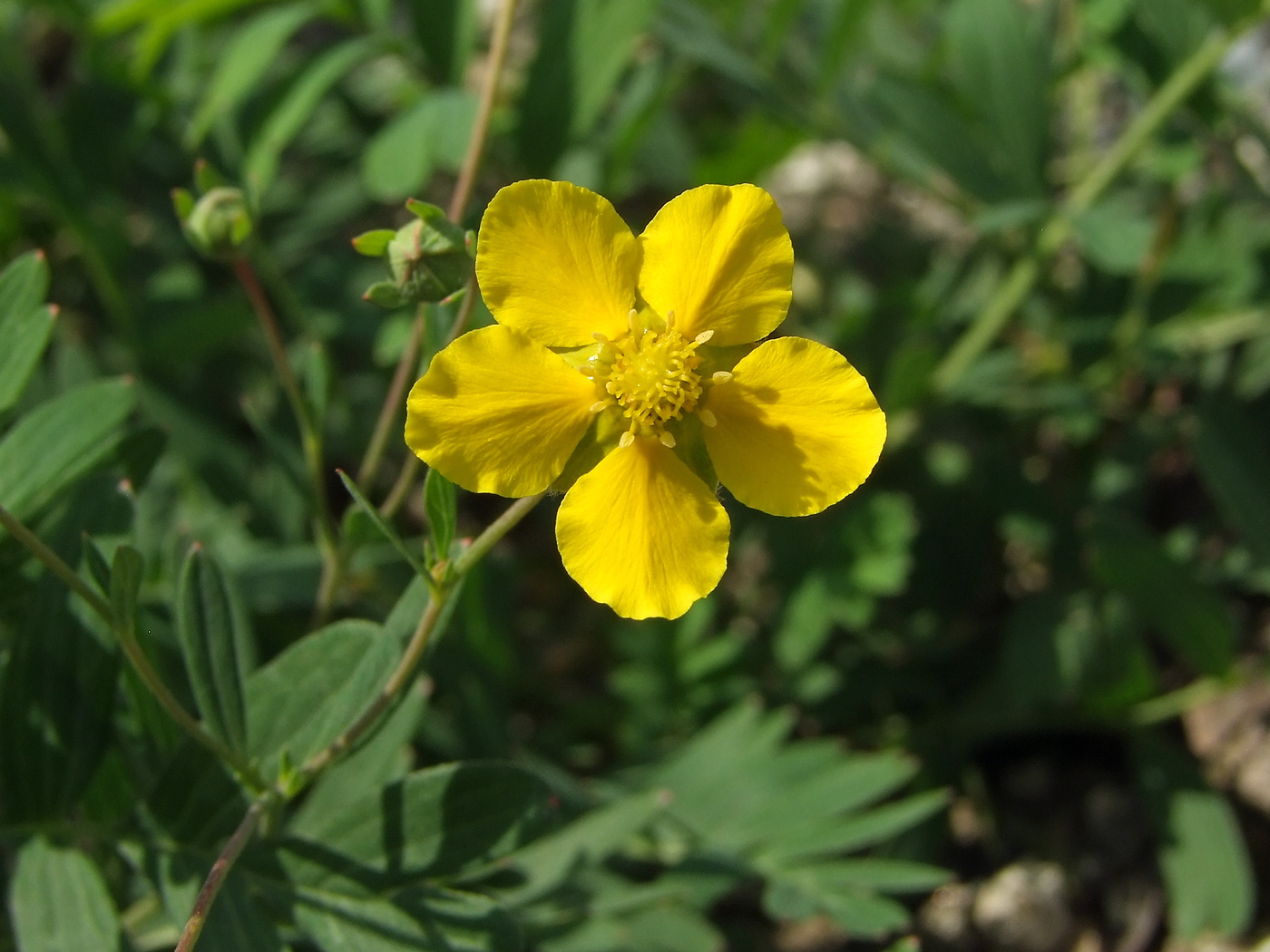 Изображение особи Potentilla semiglabra.