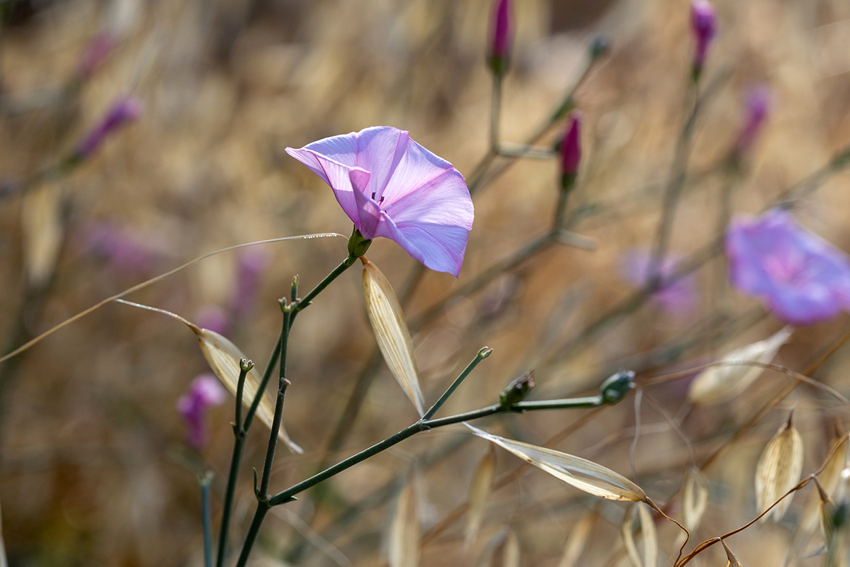 Image of Convolvulus subhirsutus specimen.