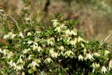 Clematis cirrhosa