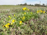 Chamaecytisus wulffii. Цветущее растение. Краснодарский край, м/о г. Новороссийск, пер. Волчьи Ворота, степь на склоне горы. 19.04.2014.