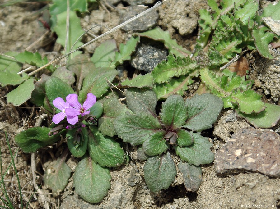 Image of Zuvanda meyeri specimen.