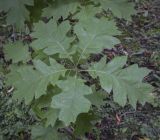 Quercus ellipsoidalis. Листья. Москва, ботанический сад МГУ \"Аптекарский огород\", в культуре. 02.09.2021.