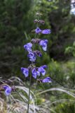 Salvia ringens