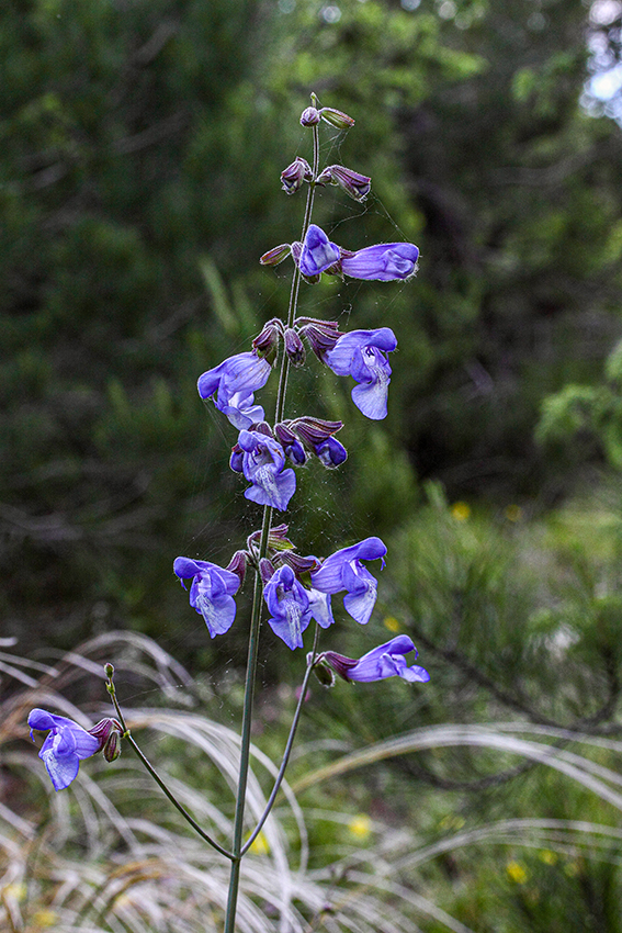 Image of Salvia ringens specimen.