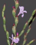 genus Limoniastrum