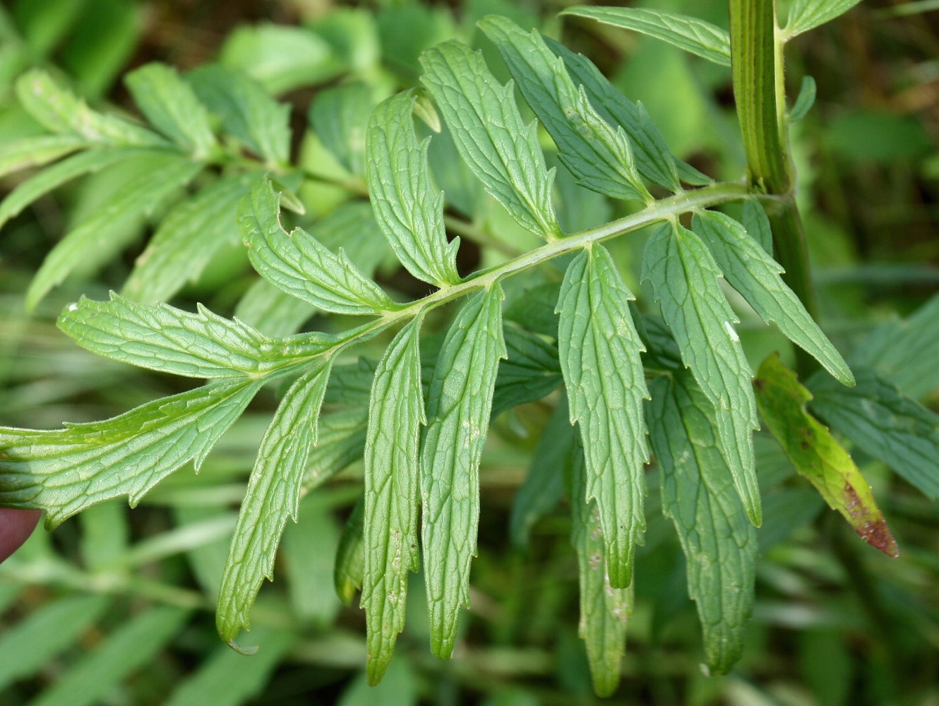 Image of Valeriana officinalis specimen.