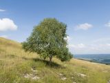 Betula pendula. Взрослое дерево. Краснодарский край, Мостовской р-н, окр. пгт Псебай, хр. Герпегем, ≈ 1000 м н.у.м., горный луг. 19.08.2021.