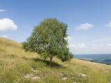 Betula pendula