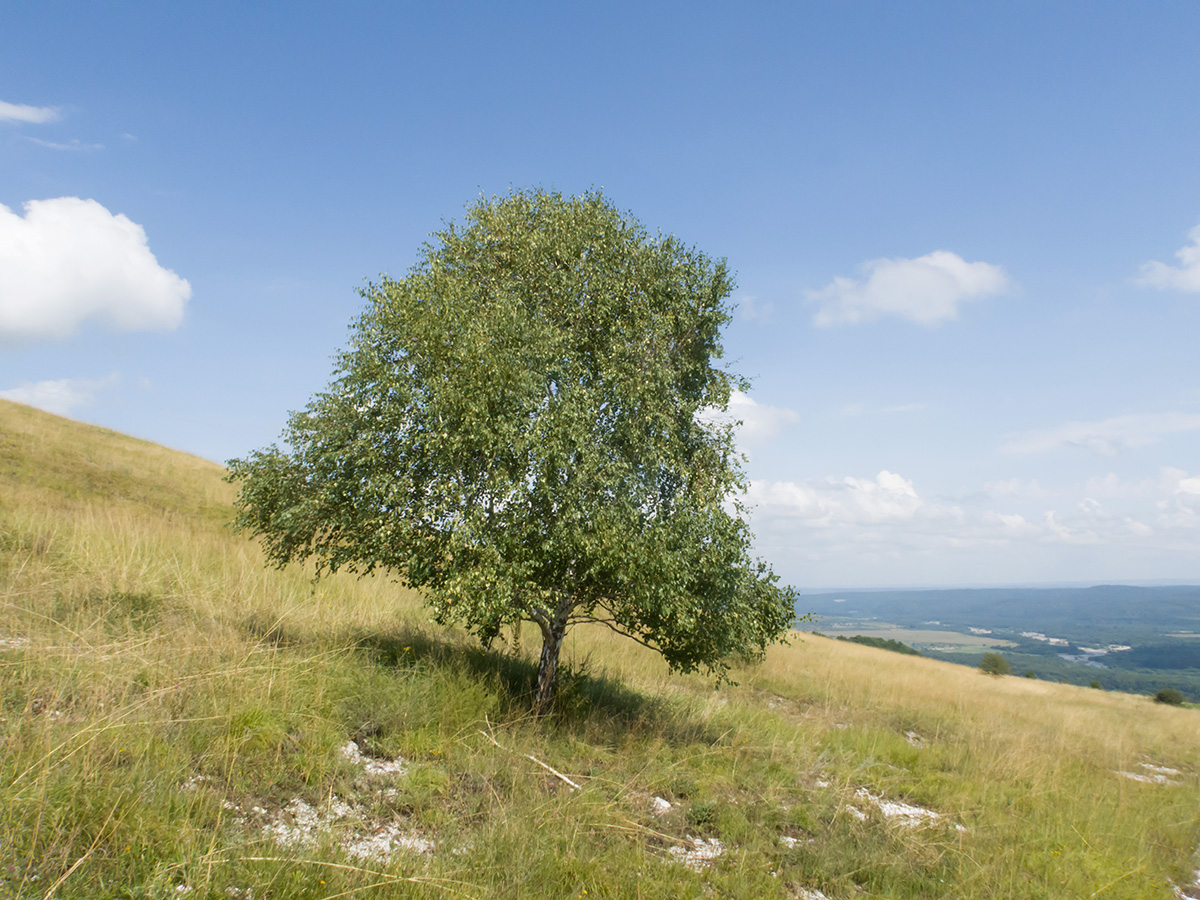 Изображение особи Betula pendula.