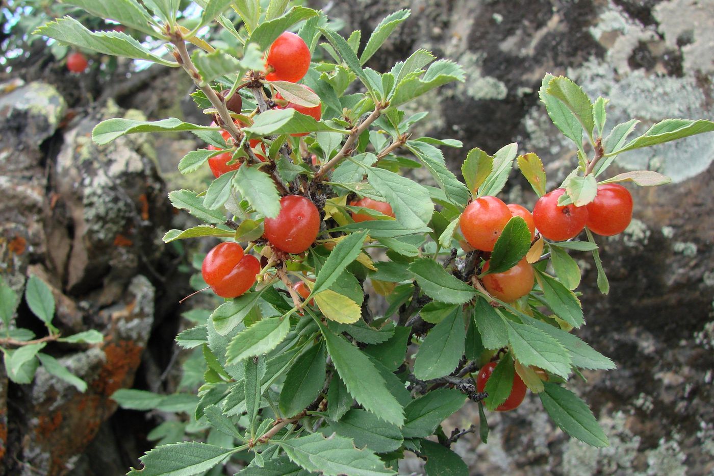 Image of Cerasus erythrocarpa specimen.