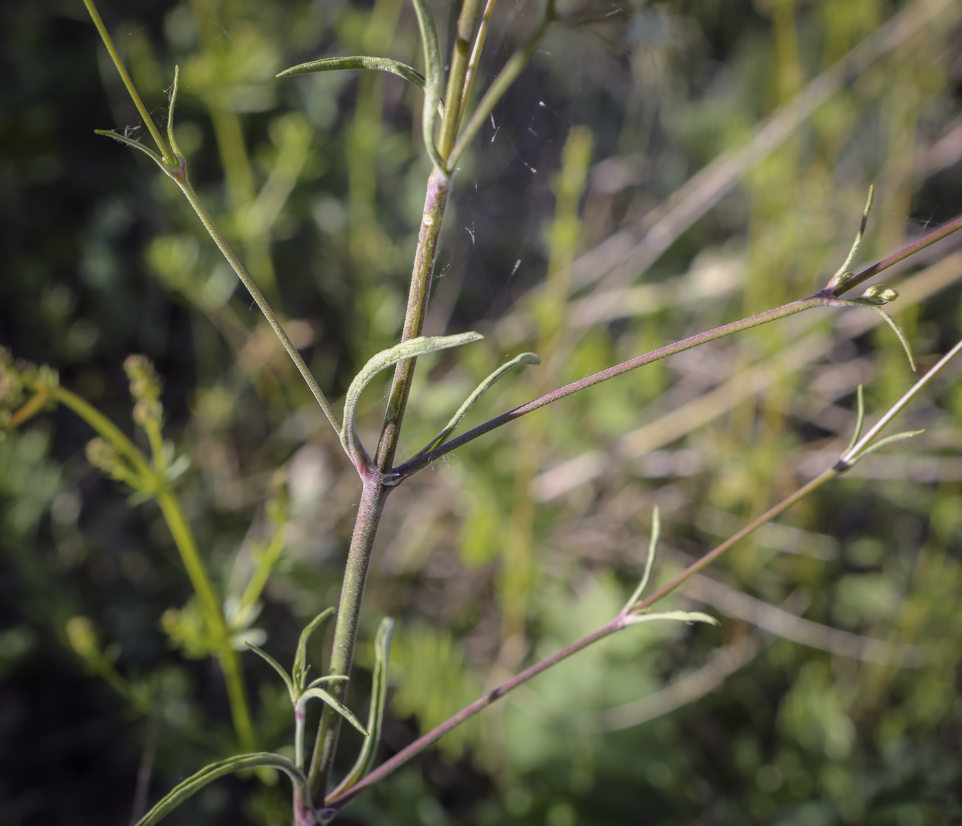 Image of Silene klokovii specimen.