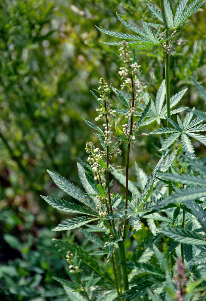 Image of Cannabis sativa var. spontanea specimen.