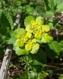 Chrysosplenium alternifolium