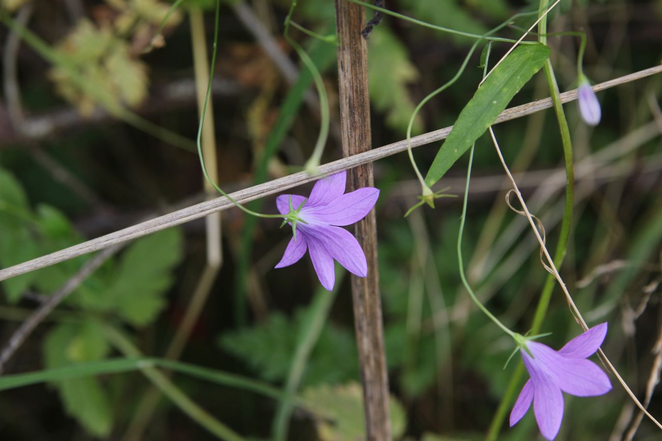 Image of Campanula patula specimen.