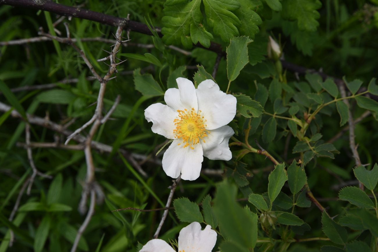 Image of genus Rosa specimen.