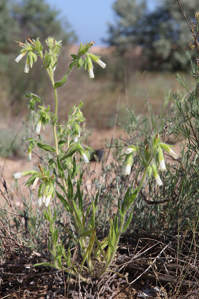 Изображение особи Onosma setosa.