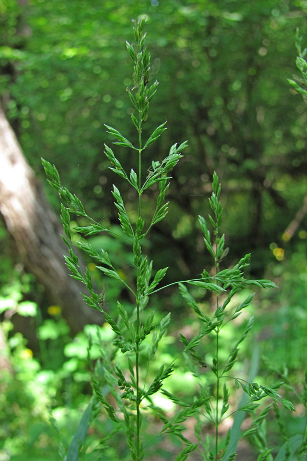 Изображение особи Poa sylvicola.