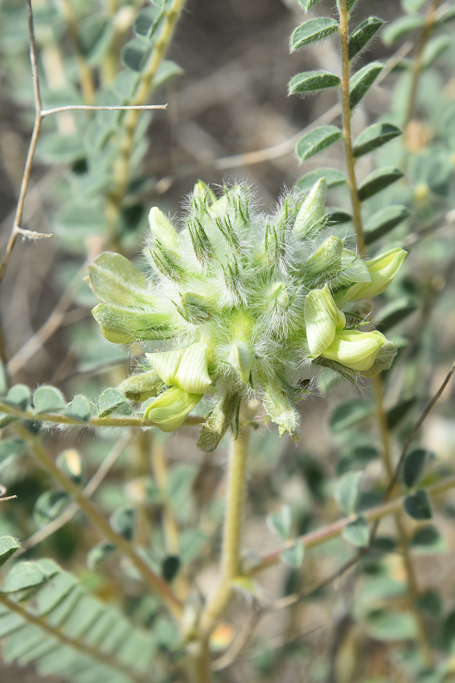 Изображение особи Astragalus turbinatus.