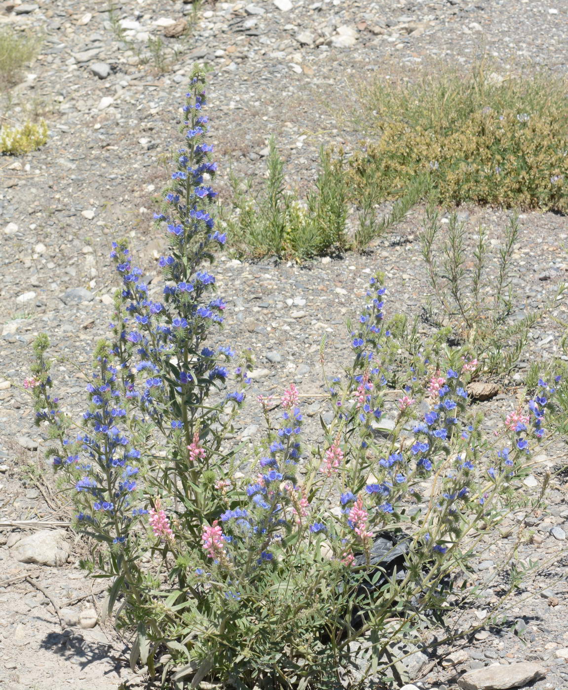 Изображение особи Echium vulgare.